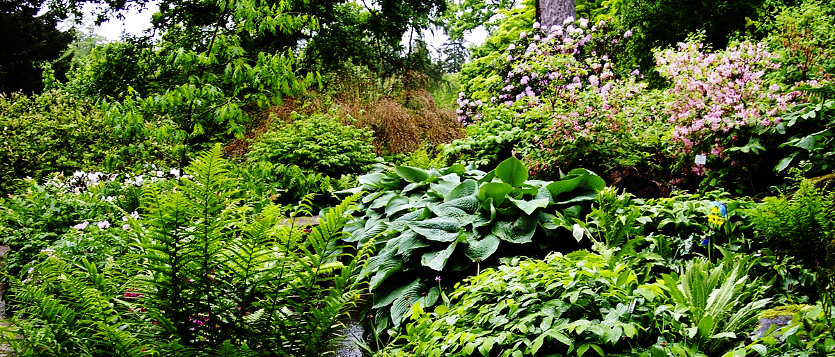 „Schatten im Garten Ein Problem?“ GOV Nittenau